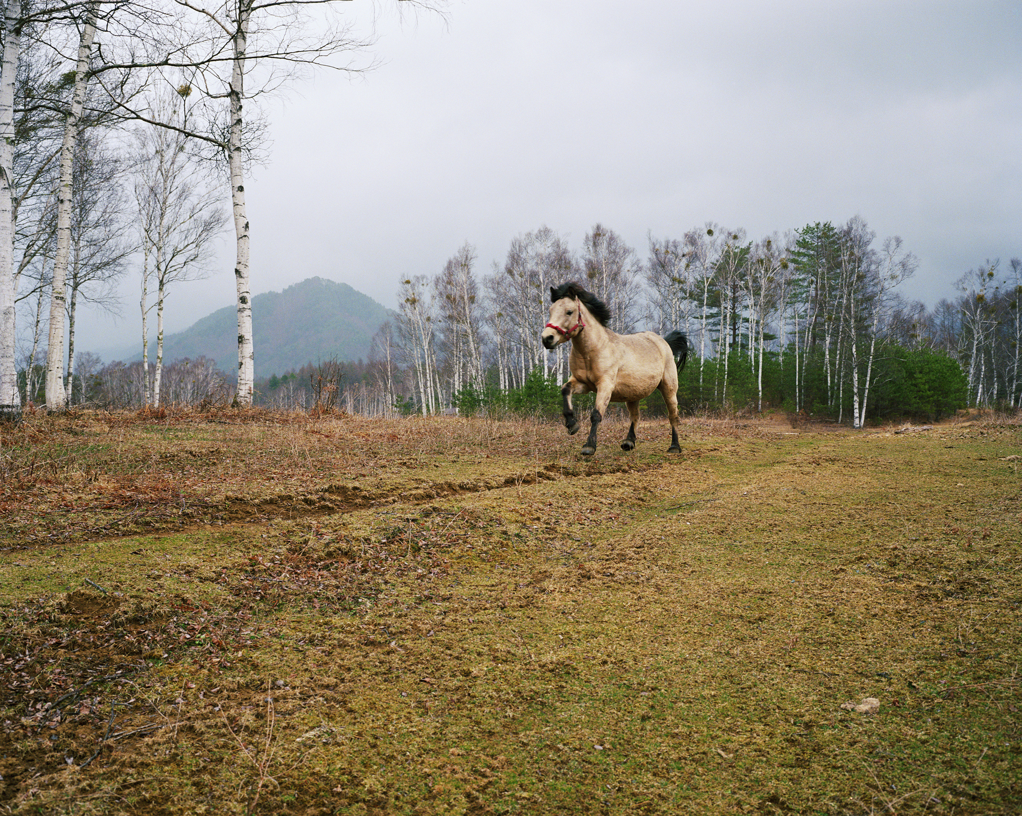 yuki_ehime_2016_nagano